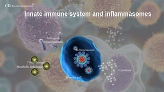Inflammasomes-Creative Diagnostics | PPTX