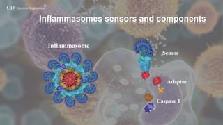 Inflammasomes-Creative Diagnostics | PPTX