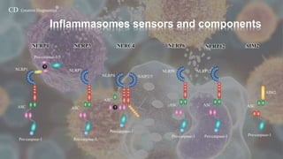 Inflammasomes-Creative Diagnostics | PPTX