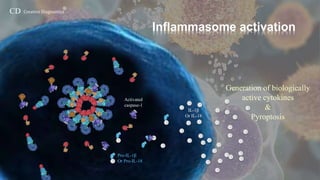 Inflammasomes-Creative Diagnostics | PPTX