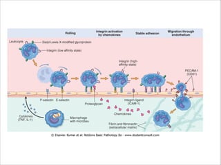 Inflammation, role and types. | PDF