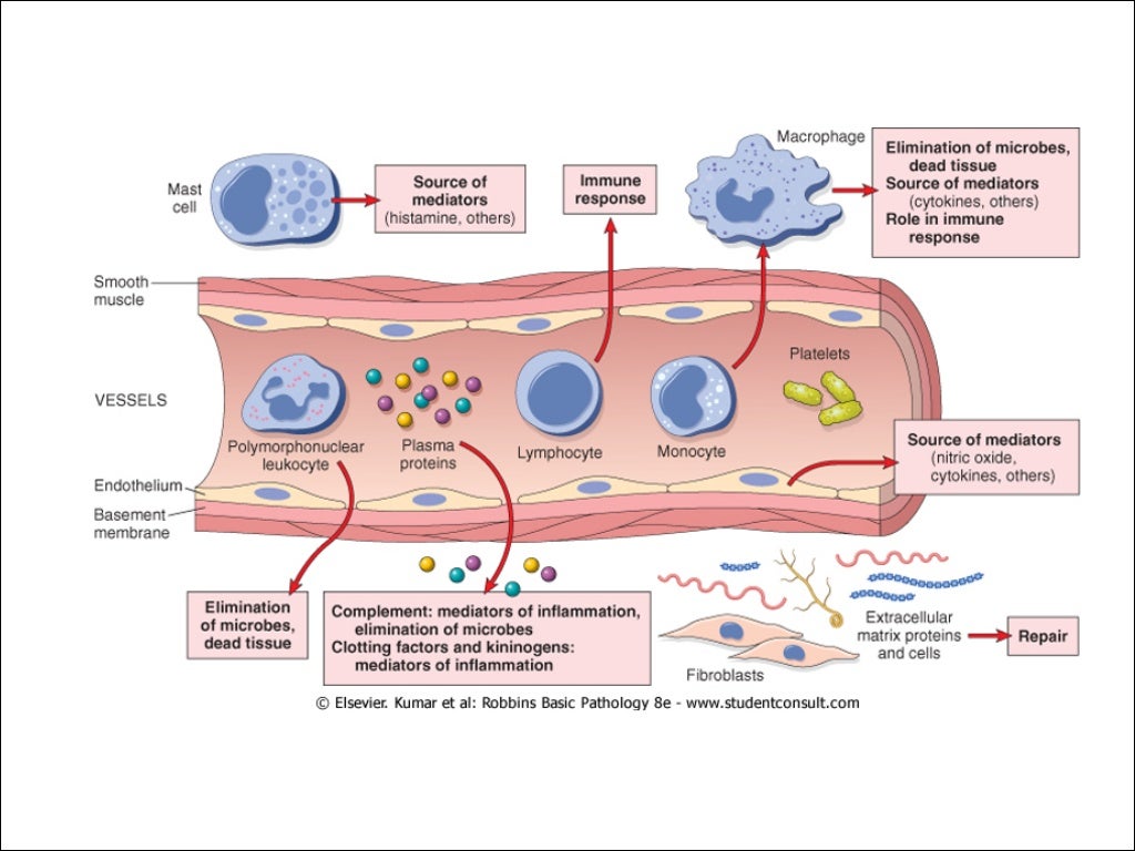 Inflammation, role and types.