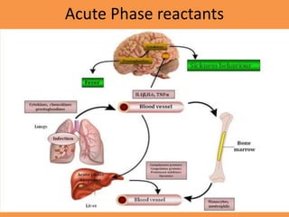 Acute Phase reactants
 