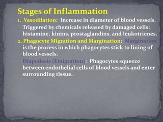 Stages of Inflammation
1. Vasodilation: Increase in diameter of blood vessels.
Triggered by chemicals released by damaged cells:
histamine, kinins, prostaglandins, and leukotrienes.
2. Phagocyte Migration and Margination: Margination
is the process in which phagocytes stick to lining of
blood vessels.
Diapedesis (Emigration): Phagocytes squeeze
between endothelial cells of blood vessels and enter
surrounding tissue.
 