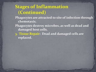 Stages of Inflammation
(Continued)
Phagocytes are attracted to site of infection through
chemotaxis.
Phagocytes destroy microbes, as well as dead and
damaged host cells.
3. Tissue Repair: Dead and damaged cells are
replaced.
 