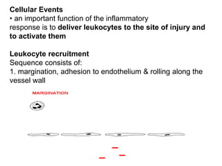 Cellular Events
• an important function of the inflammatory
response is to deliver leukocytes to the site of injury and
to activate them
Leukocyte recruitment
Sequence consists of:
1. margination, adhesion to endothelium & rolling along the
vessel wall
 