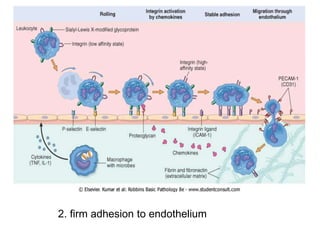 2. firm adhesion to endothelium
 