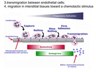 3.transmigration between endothelial cells;
4. migration in interstitial tissues toward a chemotactic stimulus
 