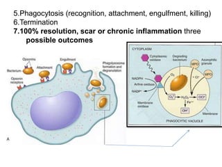 5.Phagocytosis (recognition, attachment, engulfment, killing)
6.Termination
7.100% resolution, scar or chronic inflammation three
possible outcomes
 
