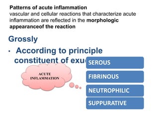 Patterns of acute inflammation
vascular and cellular reactions that characterize acute
inflammation are reflected in the morphologic
appearanceof the reaction
Grossly
• According to principle
constituent of exudates:-SEROUS
FIBRINOUS
NEUTROPHILIC
SUPPURATIVE
ACUTE
INFLAMMATION
 