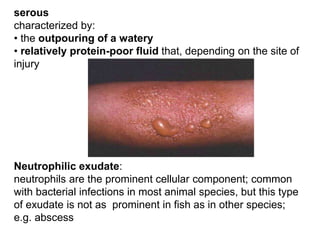 serous
characterized by:
• the outpouring of a watery
• relatively protein-poor fluid that, depending on the site of
injury
Neutrophilic exudate:
neutrophils are the prominent cellular component; common
with bacterial infections in most animal species, but this type
of exudate is not as prominent in fish as in other species;
e.g. abscess
 