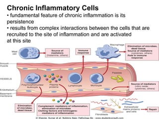 Chronic Inflammatory Cells
• fundamental feature of chronic inflammation is its
persistence
• results from complex interactions between the cells that are
recruited to the site of inflammation and are activated
at this site
 