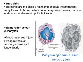 Neutrophils
Neutrophils are the classic hallmarks of acute inflammation,
many forms of chronic inflammation may nevertheless continue
to show extensive neutrophilic infiltrates
Polymorphonuclear
leucocytes
Mediates tissue injury
Phagocytosis of
microorganisms and
tissue debris
 