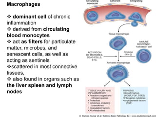 Macrophages
 dominant cell of chronic
inflammation
 derived from circulating
blood monocytes
 act as filters for particulate
matter, microbes, and
senescent cells, as well as
acting as sentinels
scattered in most connective
tissues,
 also found in organs such as
the liver spleen and lymph
nodes
 