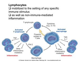 Lymphocytes
 mobilized to the setting of any specific
immune stimulus
 as well as non-immune-mediated
inflammation
 