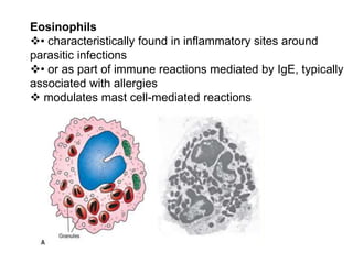 Eosinophils
• characteristically found in inflammatory sites around
parasitic infections
• or as part of immune reactions mediated by IgE, typically
associated with allergies
 modulates mast cell-mediated reactions
 