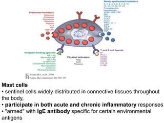 Mast cells
• sentinel cells widely distributed in connective tissues throughout
the body,
• participate in both acute and chronic inflammatory responses
• "armed" with IgE antibody specific for certain environmental
antigens
 