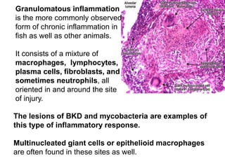 Granulomatous inflammation
is the more commonly observed
form of chronic inflammation in
fish as well as other animals.
It consists of a mixture of
macrophages, lymphocytes,
plasma cells, fibroblasts, and
sometimes neutrophils, all
oriented in and around the site
of injury.
The lesions of BKD and mycobacteria are examples of
this type of inflammatory response.
Multinucleated giant cells or epithelioid macrophages
are often found in these sites as well.
 