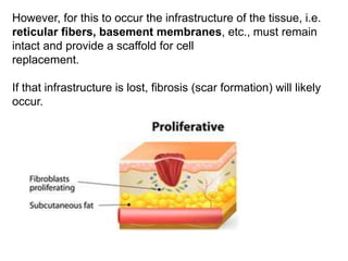 However, for this to occur the infrastructure of the tissue, i.e.
reticular fibers, basement membranes, etc., must remain
intact and provide a scaffold for cell
replacement.
If that infrastructure is lost, fibrosis (scar formation) will likely
occur.
 