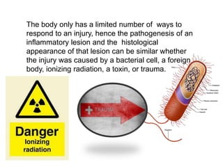 The body only has a limited number of ways to
respond to an injury, hence the pathogenesis of an
inflammatory lesion and the histological
appearance of that lesion can be similar whether
the injury was caused by a bacterial cell, a foreign
body, ionizing radiation, a toxin, or trauma.
 
