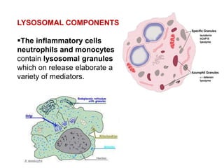 LYSOSOMAL COMPONENTS
The inflammatory cells
neutrophils and monocytes
contain lysosomal granules
which on release elaborate a
variety of mediators.
 