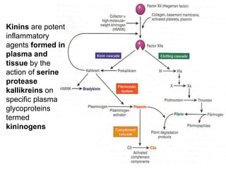 Kinins are potent
inflammatory
agents formed in
plasma and
tissue by the
action of serine
protease
kallikreins on
specific plasma
glycoproteins
termed
kininogens
 