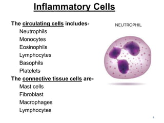 Inflammatory Cells
The circulating cells includes-
Neutrophils
Monocytes
Eosinophils
Lymphocytes
Basophils
Platelets
The connective tissue cells are-
Mast cells
Fibroblast
Macrophages
Lymphocytes
6
 