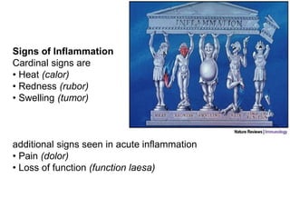 Signs of Inflammation
Cardinal signs are
• Heat (calor)
• Redness (rubor)
• Swelling (tumor)
additional signs seen in acute inflammation
• Pain (dolor)
• Loss of function (function laesa)
 