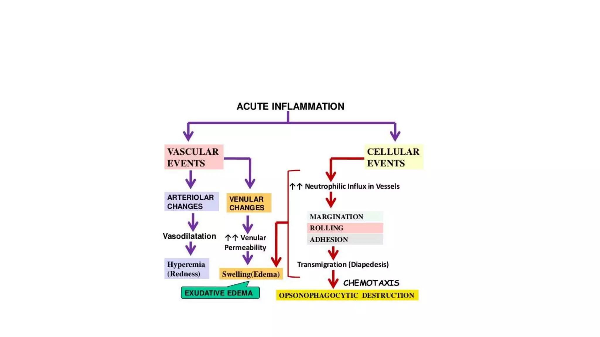 An Overview Of Inflammation: Mechanism And Consequences – VSNGB