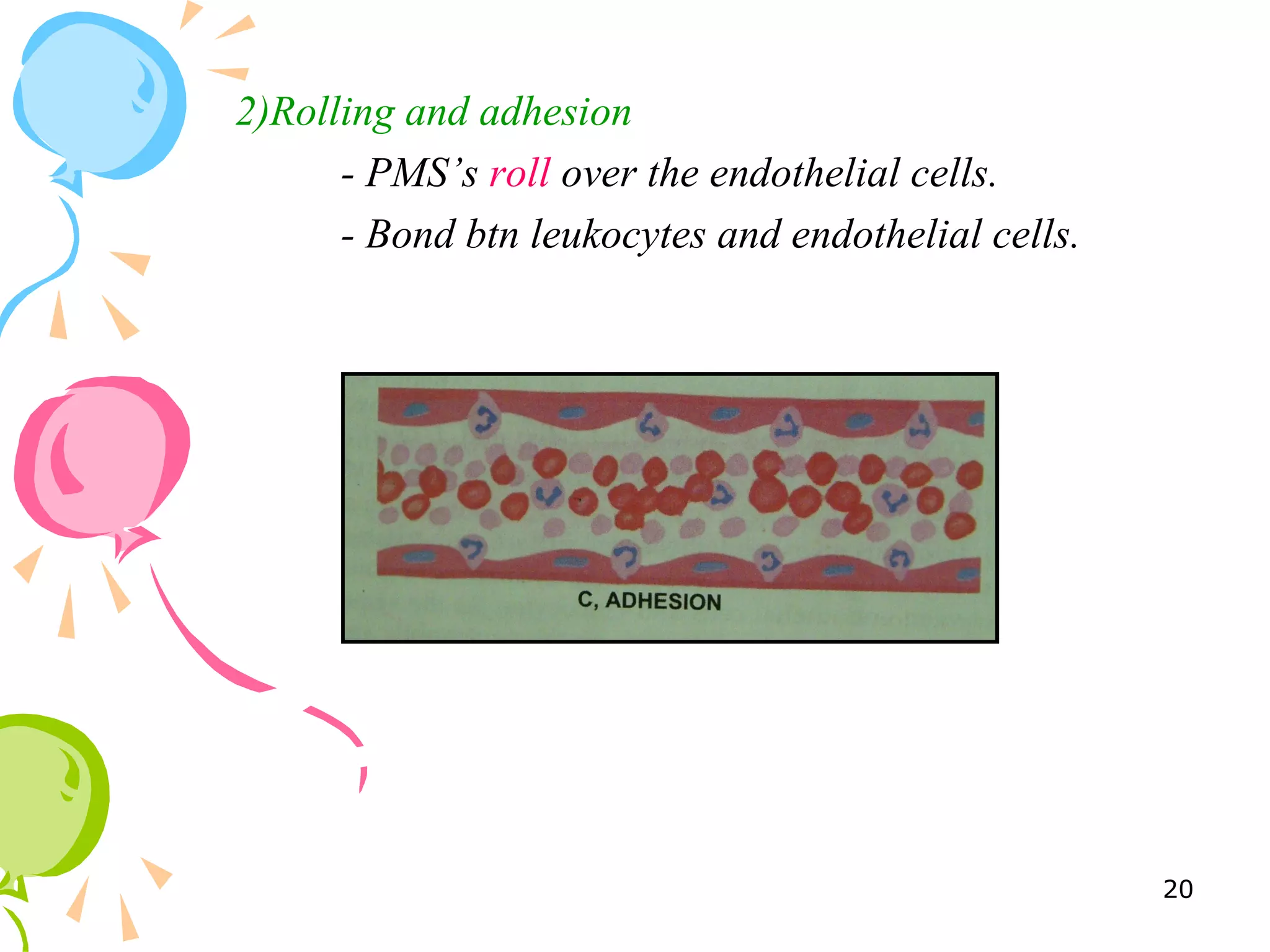 2)Rolling and adhesion
- PMS’s roll over the endothelial cells.
- Bond btn leukocytes and endothelial cells.
20
 
