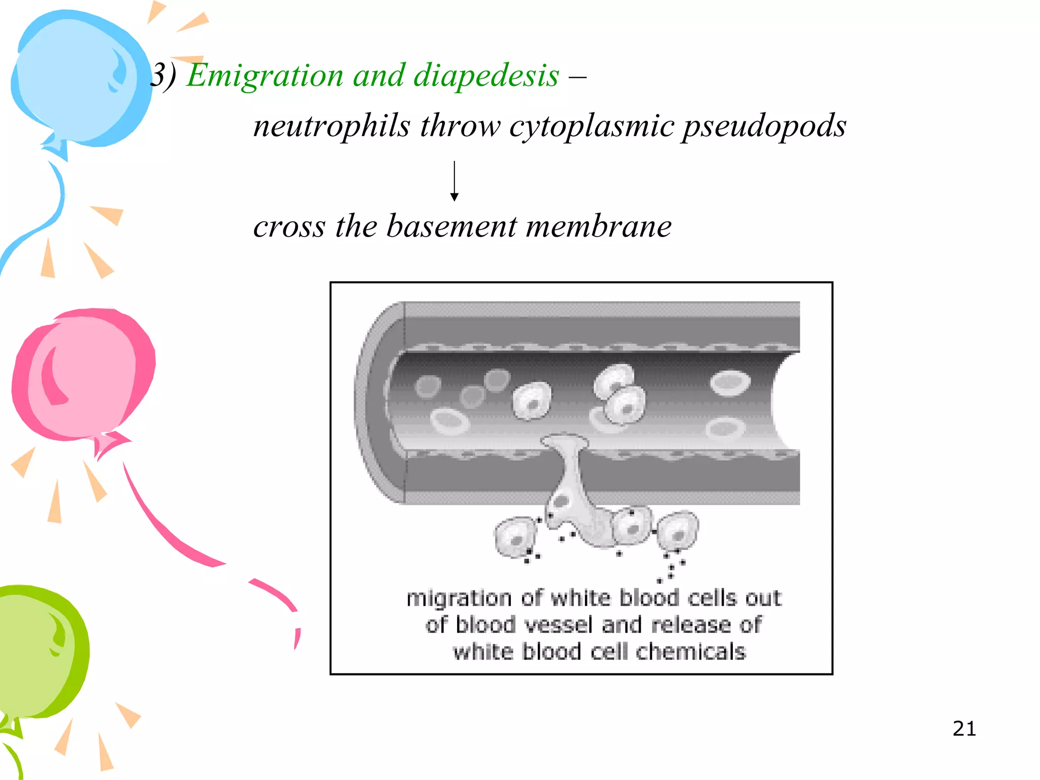 3) Emigration and diapedesis –
neutrophils throw cytoplasmic pseudopods
cross the basement membrane
21
 