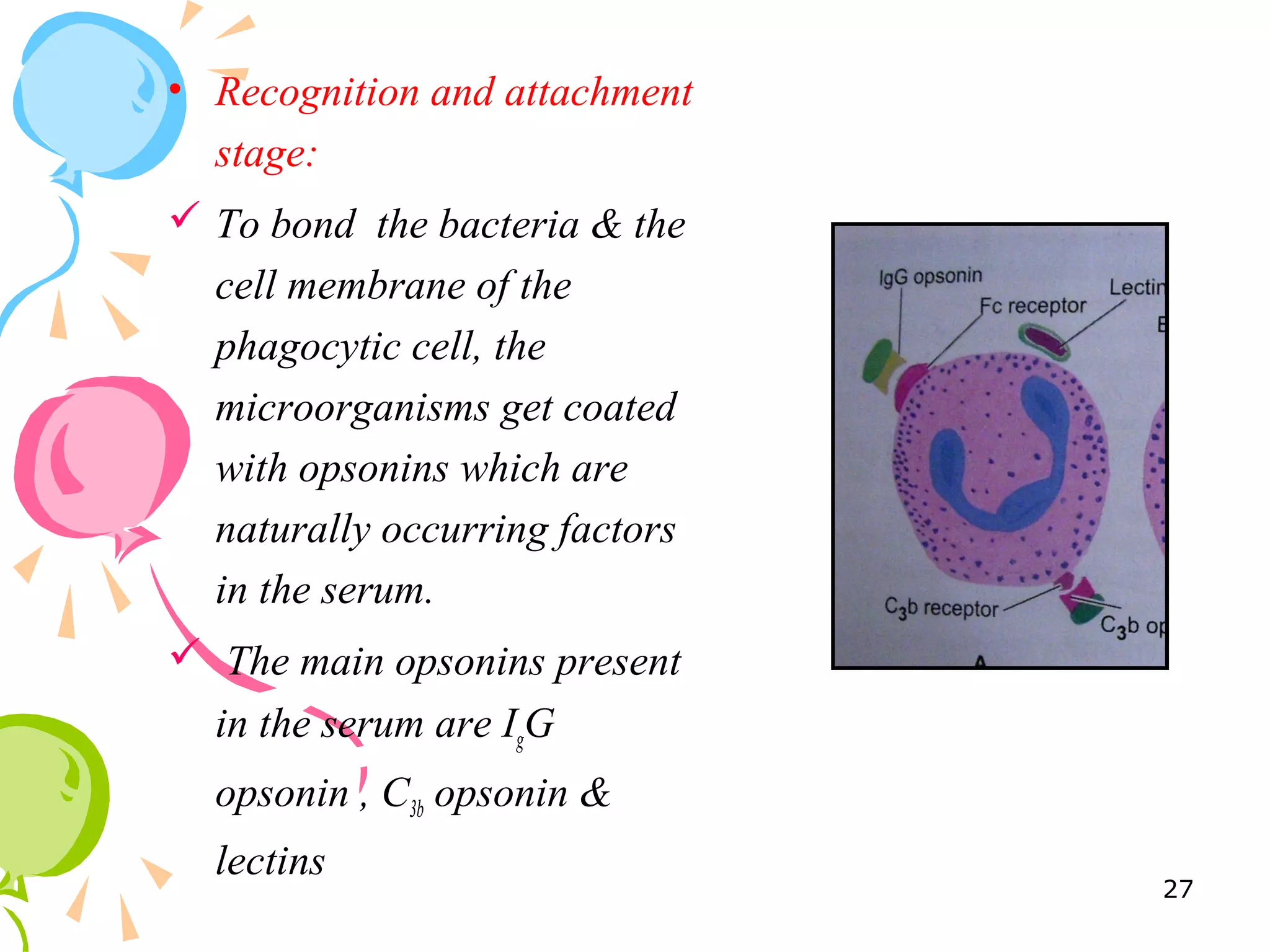 • Recognition and attachment
stage:
 To bond the bacteria & the
cell membrane of the
phagocytic cell, the
microorganisms get coated
with opsonins which are
naturally occurring factors
in the serum.
 The main opsonins present
in the serum are IgG
opsonin , C3b opsonin &
lectins
27
 