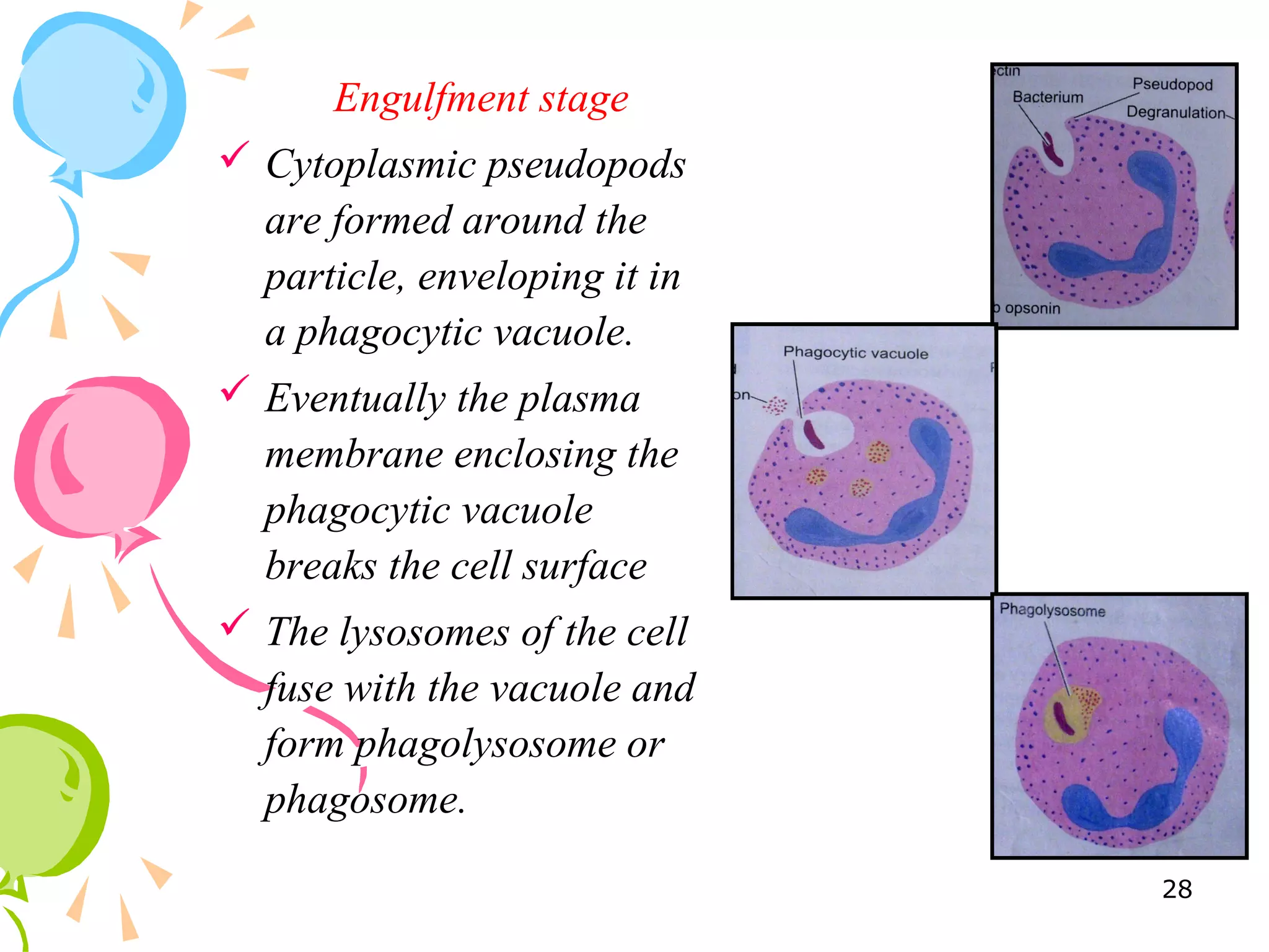 Engulfment stage
 Cytoplasmic pseudopods
are formed around the
particle, enveloping it in
a phagocytic vacuole.
 Eventually the plasma
membrane enclosing the
phagocytic vacuole
breaks the cell surface
 The lysosomes of the cell
fuse with the vacuole and
form phagolysosome or
phagosome.
28
 