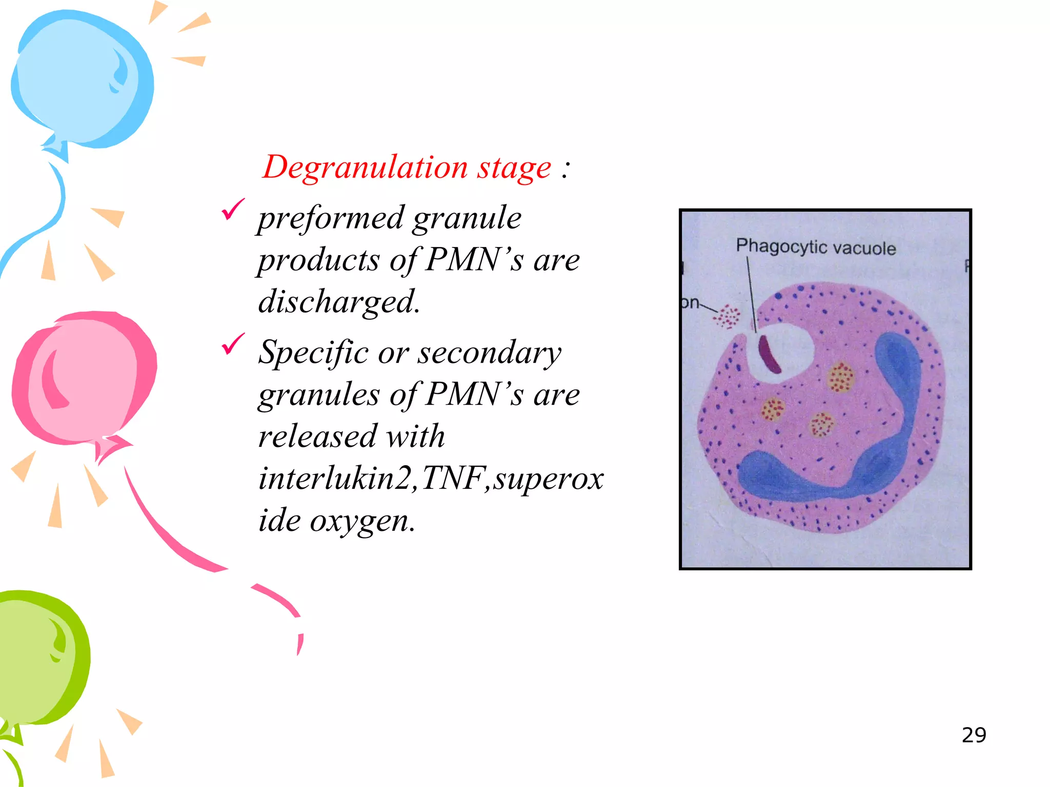 Degranulation stage :
 preformed granule
products of PMN’s are
discharged.
 Specific or secondary
granules of PMN’s are
released with
interlukin2,TNF,superox
ide oxygen.
29
 