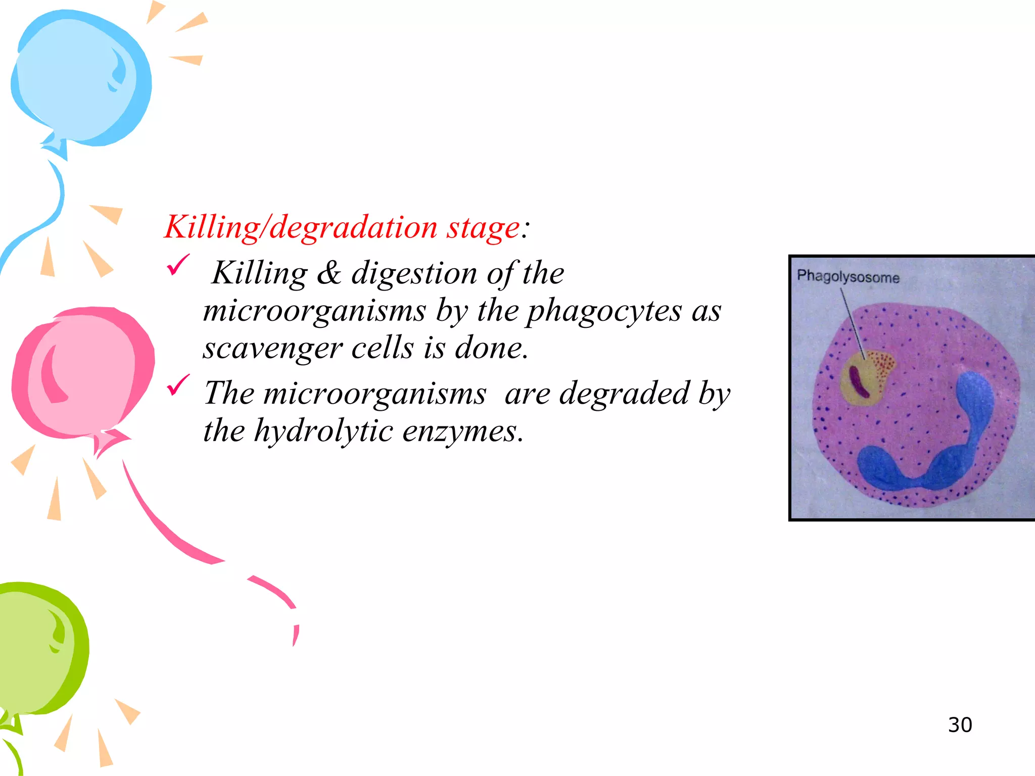 Killing/degradation stage:
 Killing & digestion of the
microorganisms by the phagocytes as
scavenger cells is done.
 The microorganisms are degraded by
the hydrolytic enzymes.
30
 