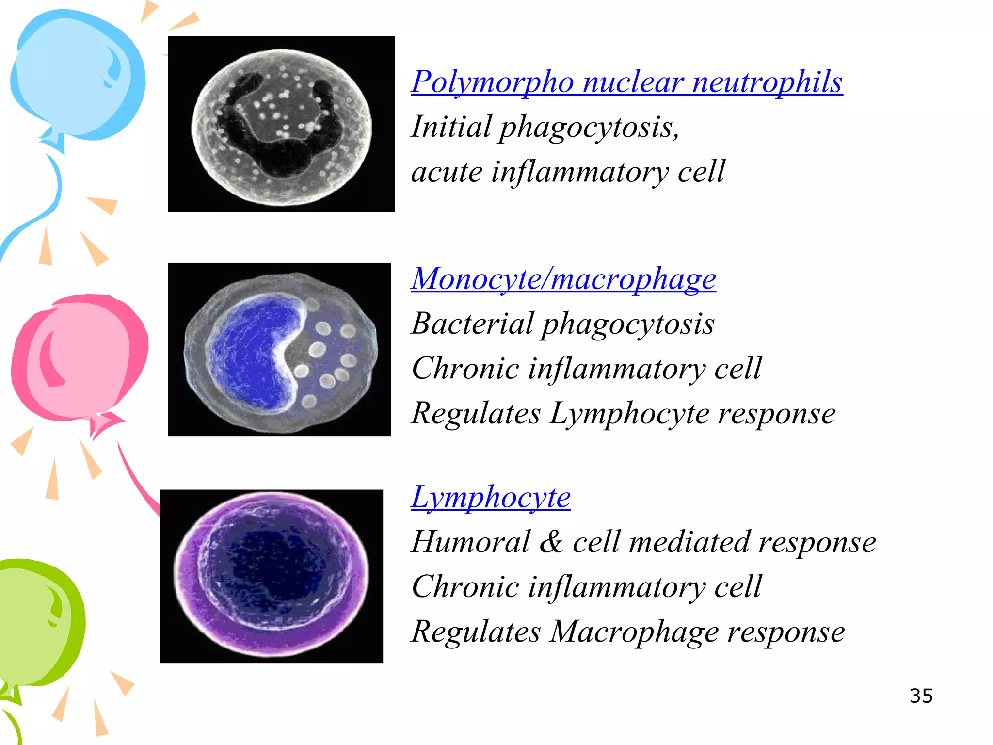 Polymorpho nuclear neutrophils
Initial phagocytosis,
acute inflammatory cell
Monocyte/macrophage
Bacterial phagocytosis
Chronic inflammatory cell
Regulates Lymphocyte response
Lymphocyte
Humoral & cell mediated response
Chronic inflammatory cell
Regulates Macrophage response
35
 