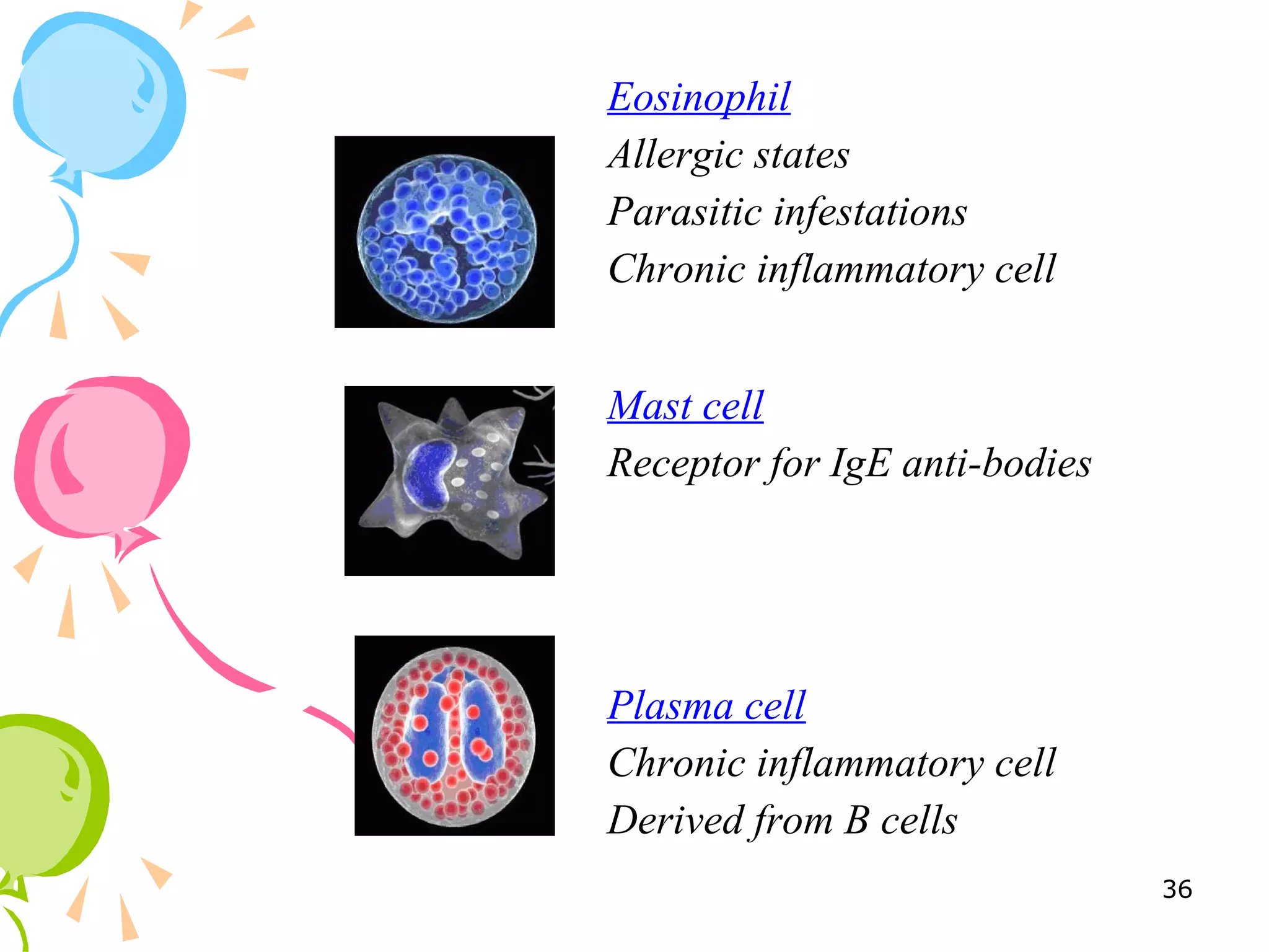 Eosinophil
Allergic states
Parasitic infestations
Chronic inflammatory cell
Mast cell
Receptor for IgE anti-bodies
Plasma cell
Chronic inflammatory cell
Derived from B cells
36
 