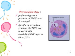 Degranulation stage :
 preformed granule
products of PMN’s are
discharged.
 Specific or secondary
granules of PMN’s are
released with
interlukin2,TNF,superox
ide oxygen.
29
 