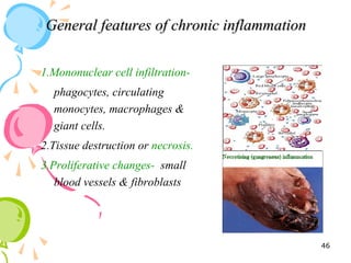 General features of chronic inflammationGeneral features of chronic inflammation
1.Mononuclear cell infiltration-
phagocytes, circulating
monocytes, macrophages &
giant cells.
2.Tissue destruction or necrosis.
3.Proliferative changes- small
blood vessels & fibroblasts
46
 