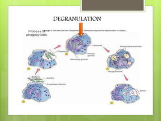 Inflammation and wound healing | PPTX