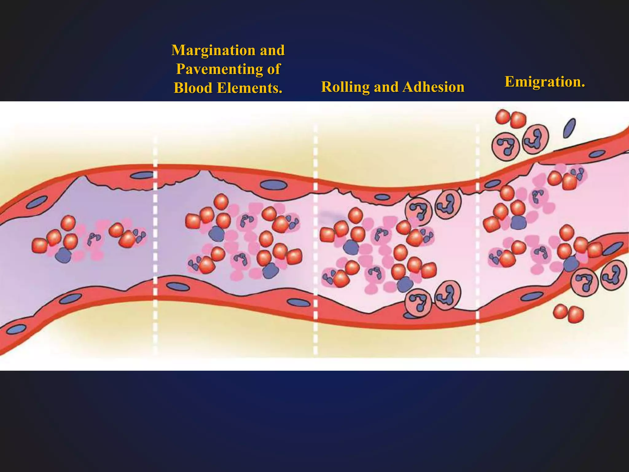 Margination and
Pavementing of
Blood Elements. Rolling and Adhesion Emigration.
 