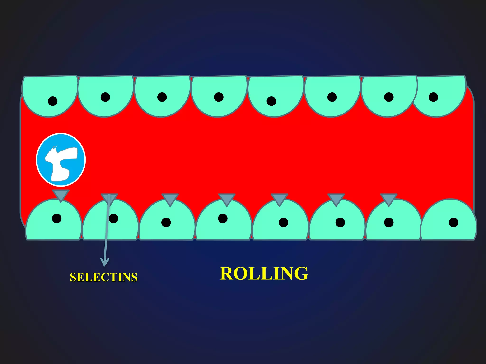 ROLLINGSELECTINS
 