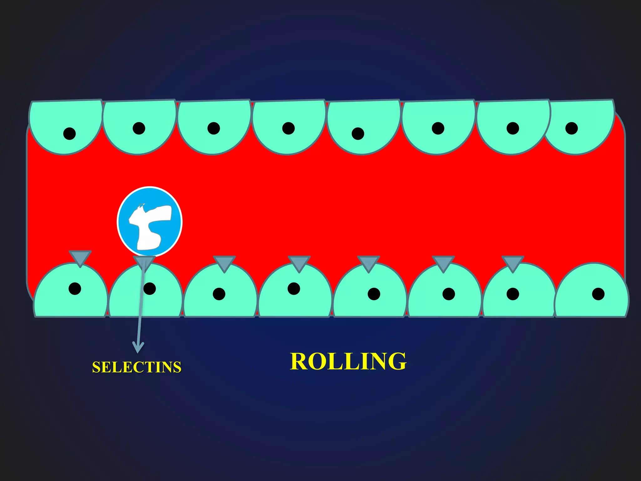 ROLLINGSELECTINS
 