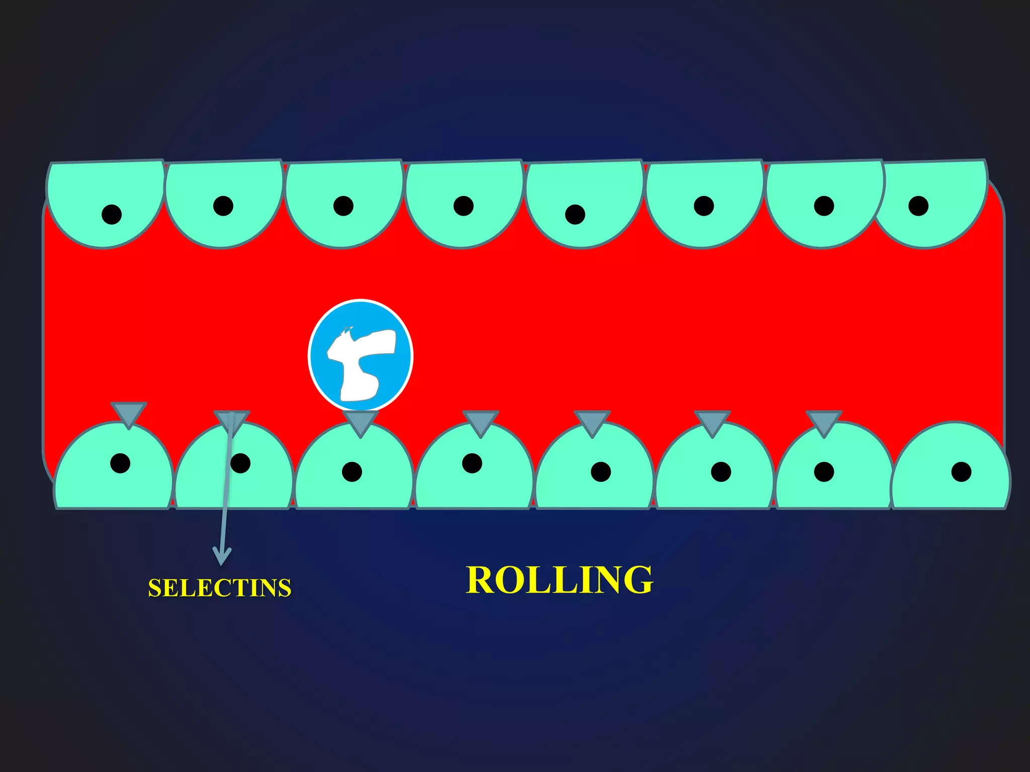 ROLLINGSELECTINS
 