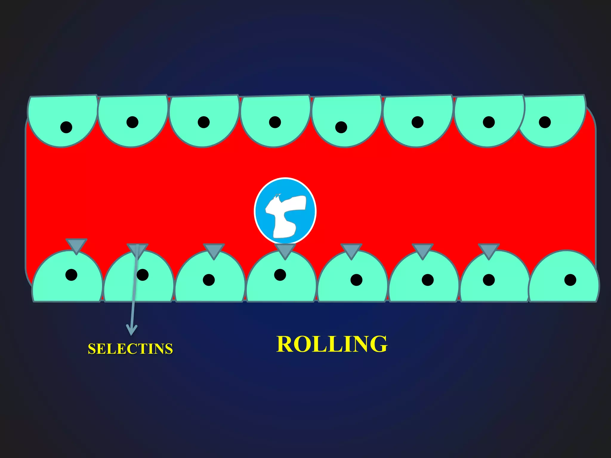 ROLLINGSELECTINS
 