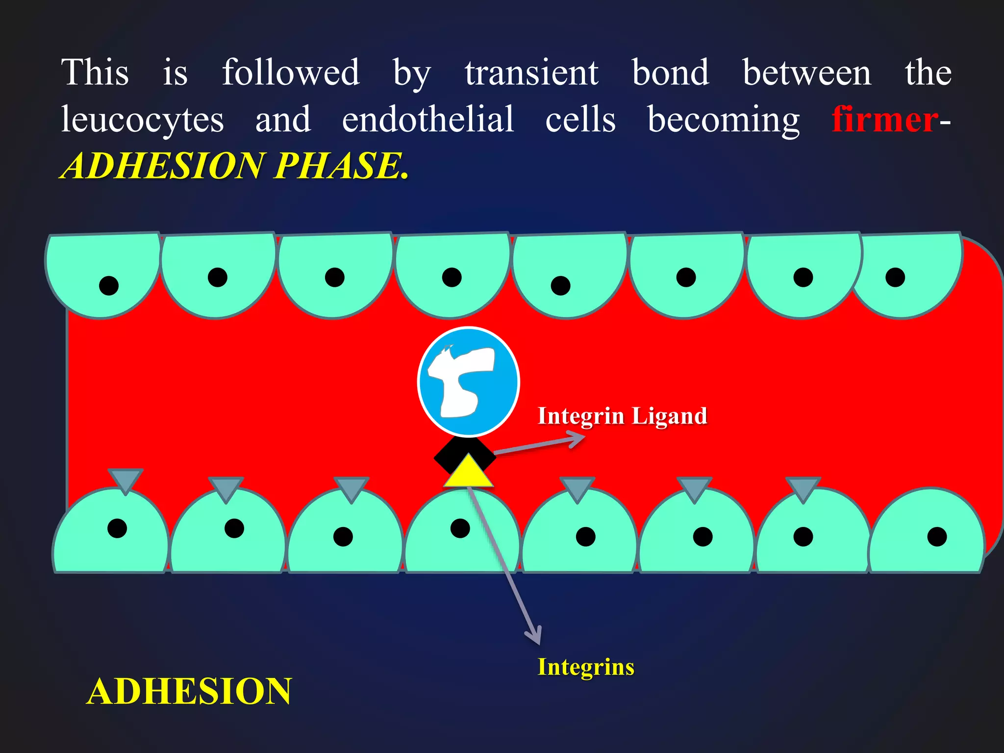 ADHESION
Integrins
Integrin Ligand
This is followed by transient bond between the
leucocytes and endothelial cells becoming firmer-
ADHESION PHASE.
 