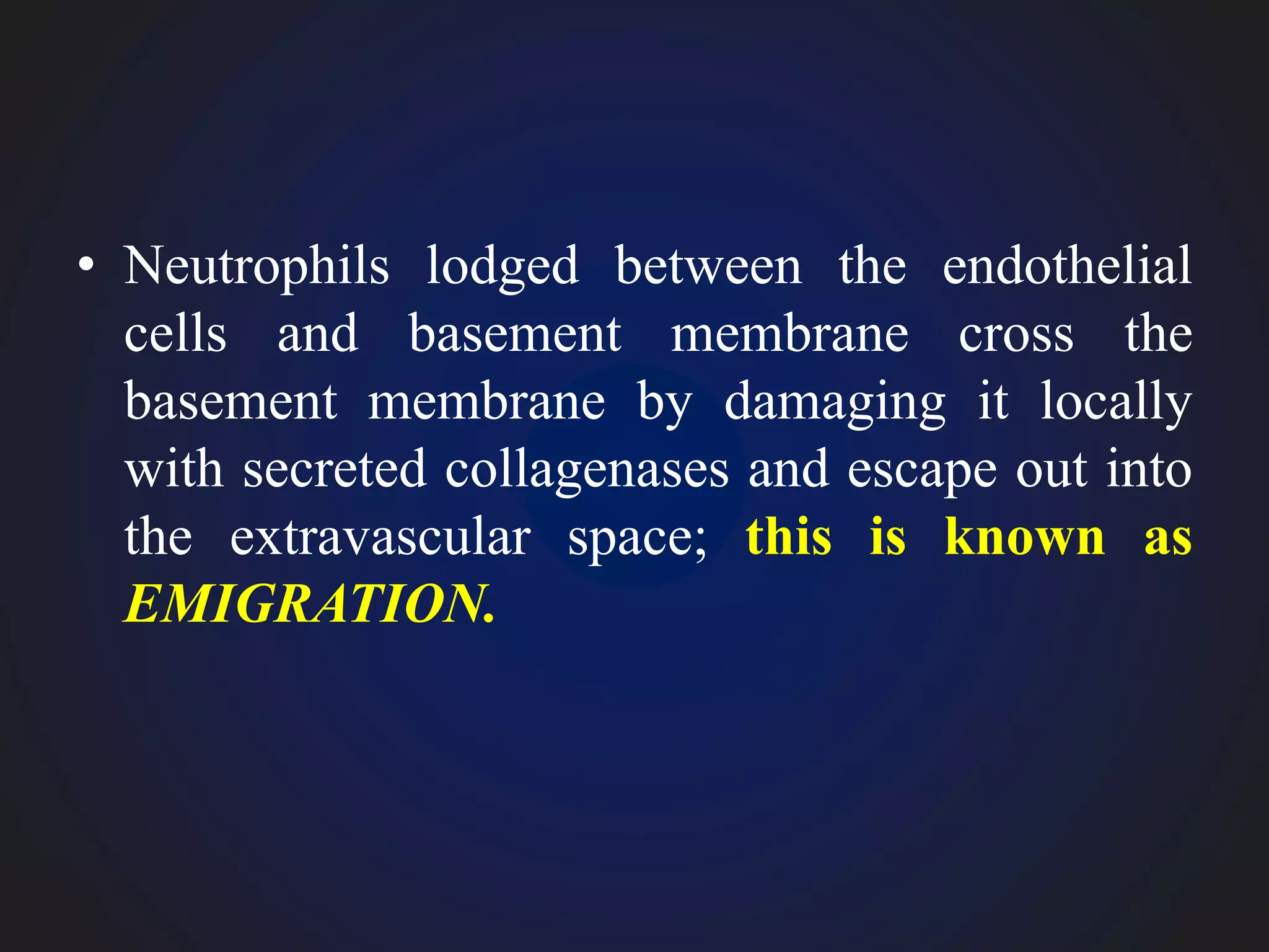 • Neutrophils lodged between the endothelial
cells and basement membrane cross the
basement membrane by damaging it locally
with secreted collagenases and escape out into
the extravascular space; this is known as
EMIGRATION.
 