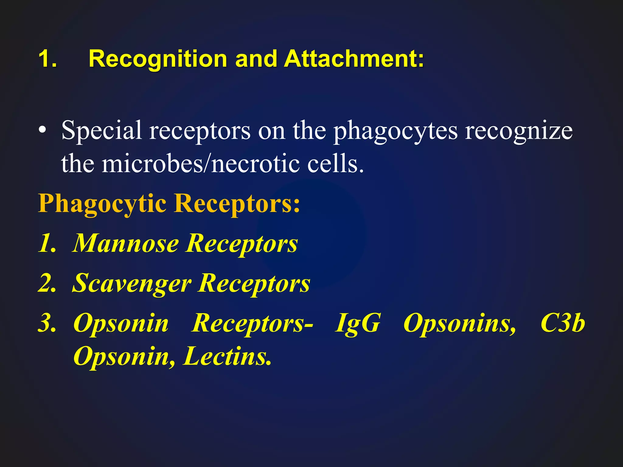 1. Recognition and Attachment:
• Special receptors on the phagocytes recognize
the microbes/necrotic cells.
Phagocytic Receptors:
1. Mannose Receptors
2. Scavenger Receptors
3. Opsonin Receptors- IgG Opsonins, C3b
Opsonin, Lectins.
 