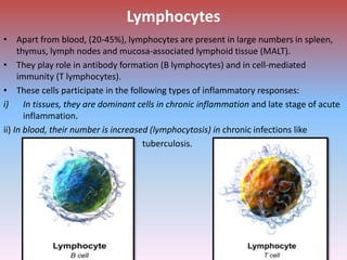 Lymphocyte Infection Inflammation- Basic Concept | PPTX