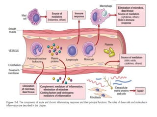 Inflamm Inflammation | PPTX